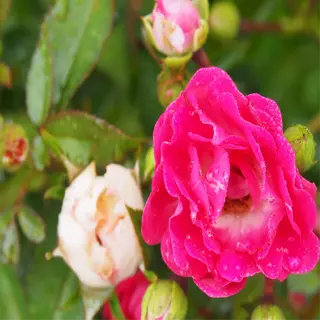 a close-up of pink and white resistant roses with dew drops on petals