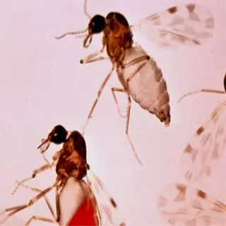 insects with blood meal visible - blood meal application