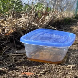 predator urine application in plastic container by fence