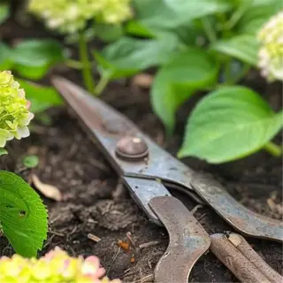 rusty pruning shears resting on soil surrounded by blooming hydrangeas